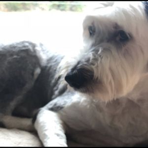 Meet your Posher, Dava